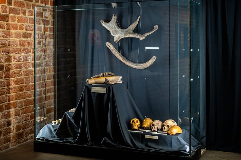 Wystawa Artificalia, naturalia, exotica w Muzeum Archeologicznym we Wrocławiu